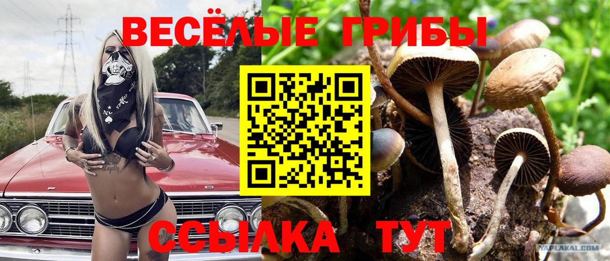 Псилоцибиновые грибы мицелий Алексин